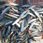 Gỏi cá Trích – Đặc sản dân dã nổi tiếng Phú Quốc